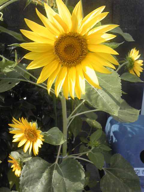 太陽に向かってまっすぐ咲く 明るいひまわりの花が大好きです ゆりこの七転び八起き日記