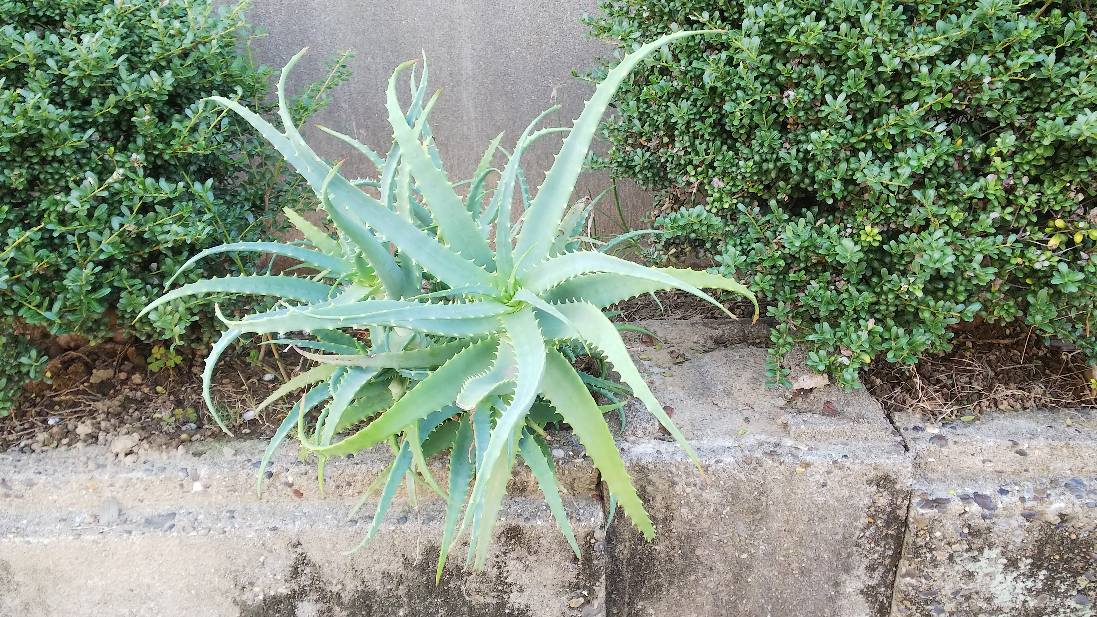 ささやかな花壇でも 喜んでいただけて嬉しい ゆりこの七転び八起き日記